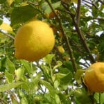 lemon tree