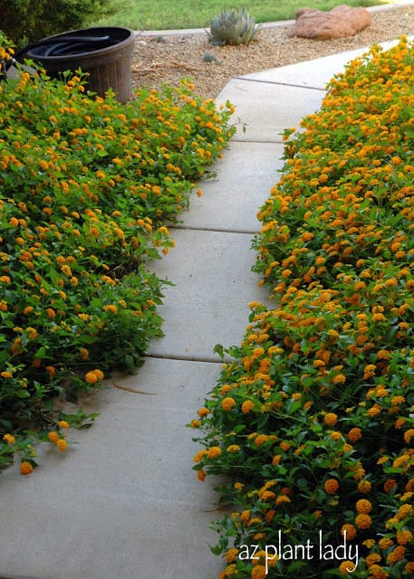 Beautifull Gold Lantana 