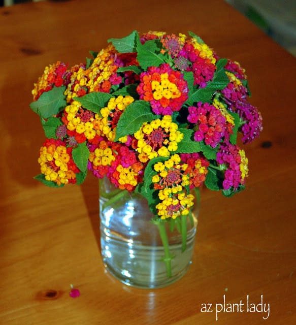 Monthly Garden Bouquet