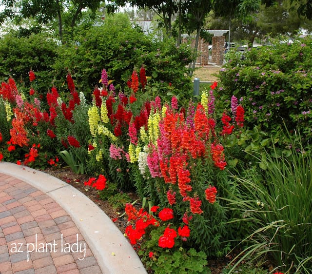 adding color in the garden