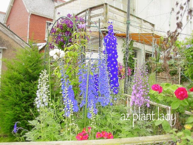 Delphiniums 