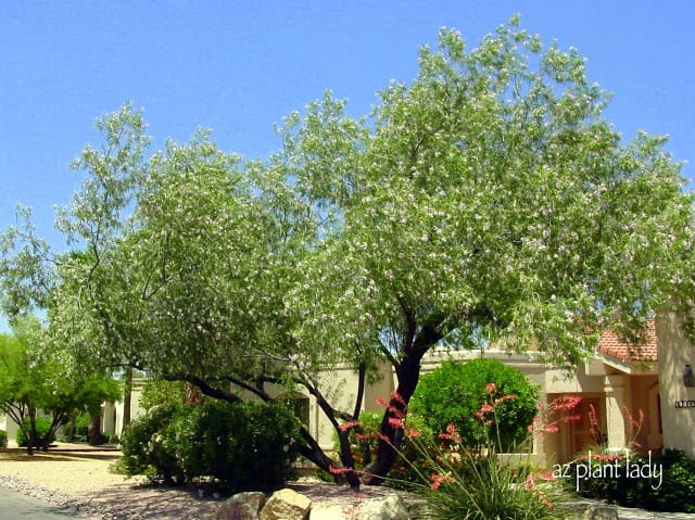 Desert Willow