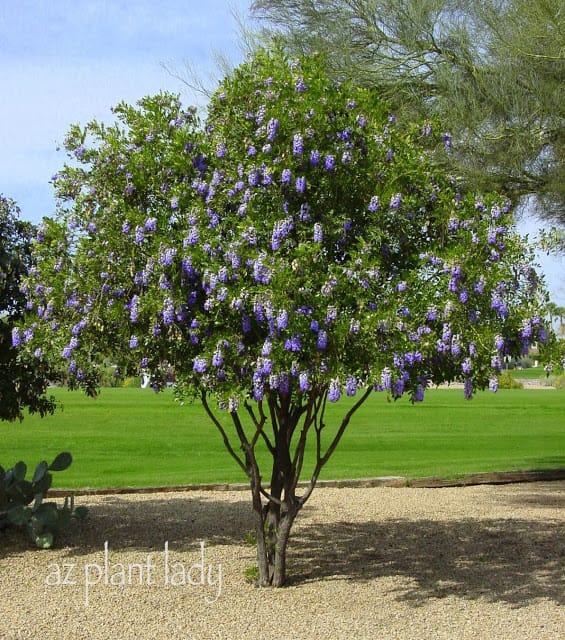 different trees