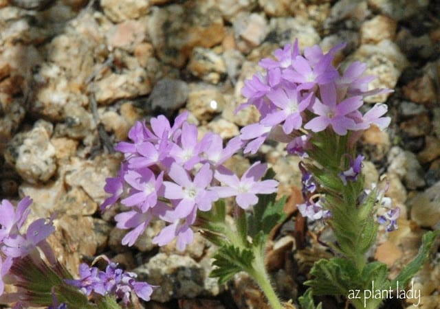 Goodding's Verbena (Glandularia gooddingii)