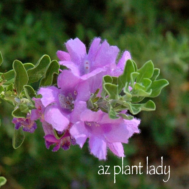 Rio Bravo' Sage flower (Leucophyllum langmaniae 'Rio Bravo')