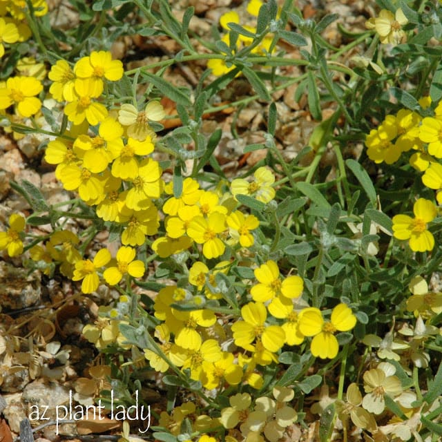 Lost Plants, Paperflower (Psilostrophe cooperi)