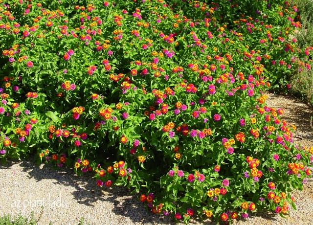 Patriot Lantana