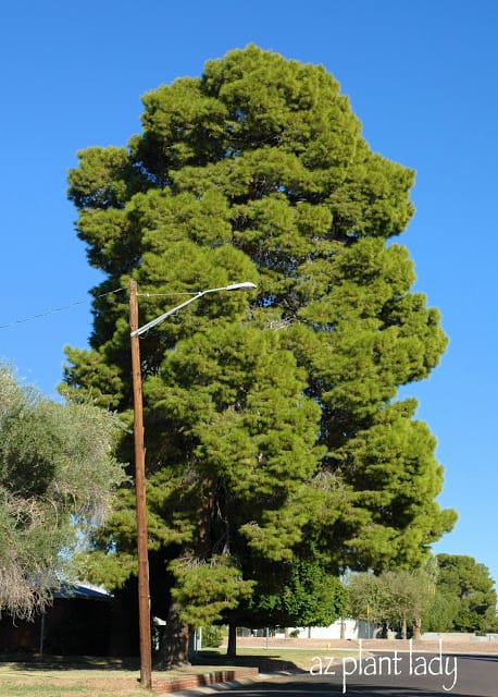 Aleppo Pine