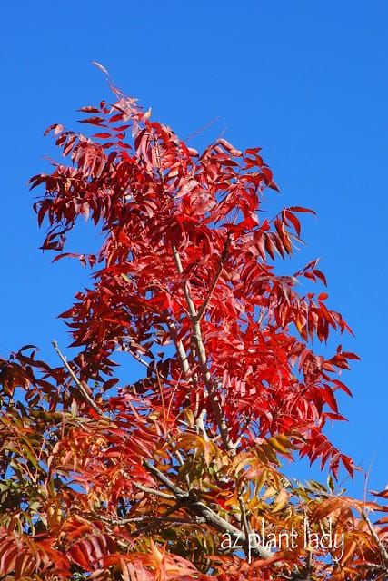 selecting desert tree