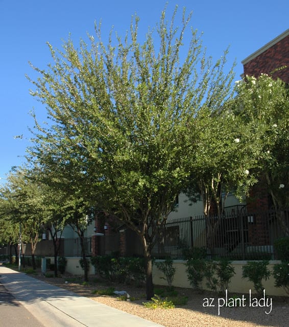 Southern Live Oak