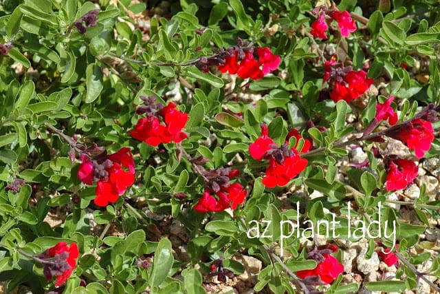 Red Autumn Sage