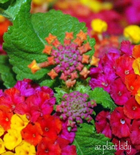 Patriot Lantana