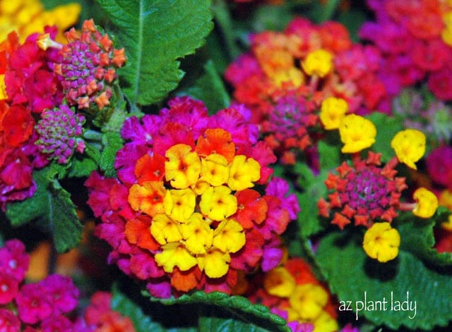 Patriot Lantana