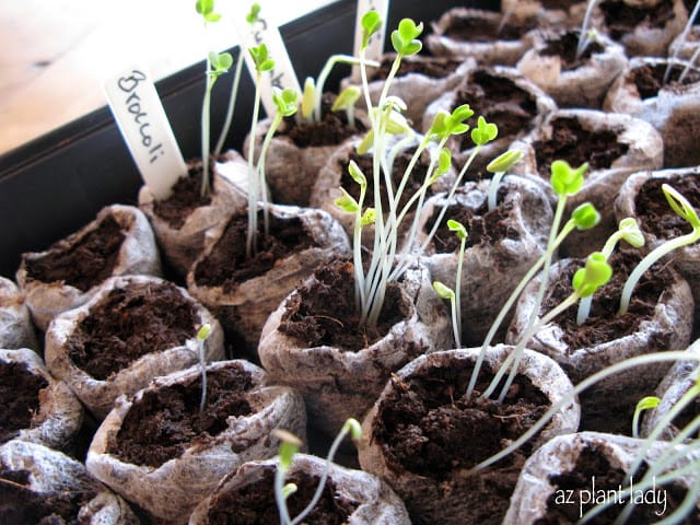 Our Vegetable Garden