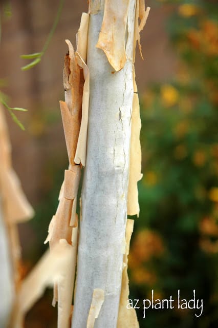 Palo Blanco (Acacia willardiana)