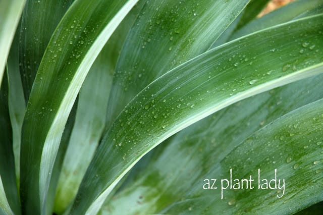 Agave desmettiana