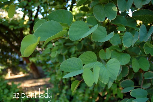 Purple Orchid Tree (Bauhinia variegata)