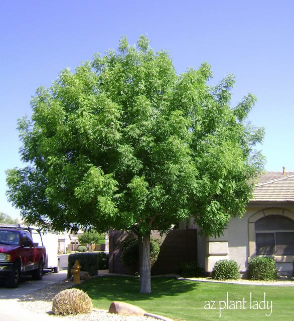 Chinese Pistache tree