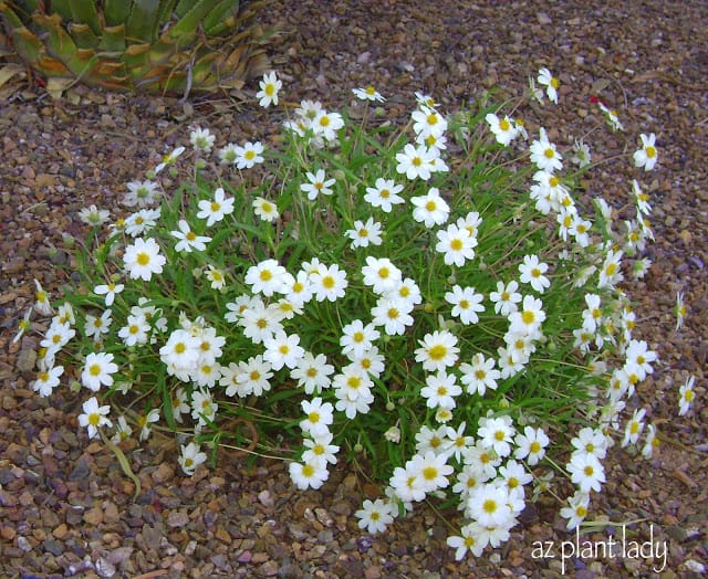 Curing the Garden Blahs