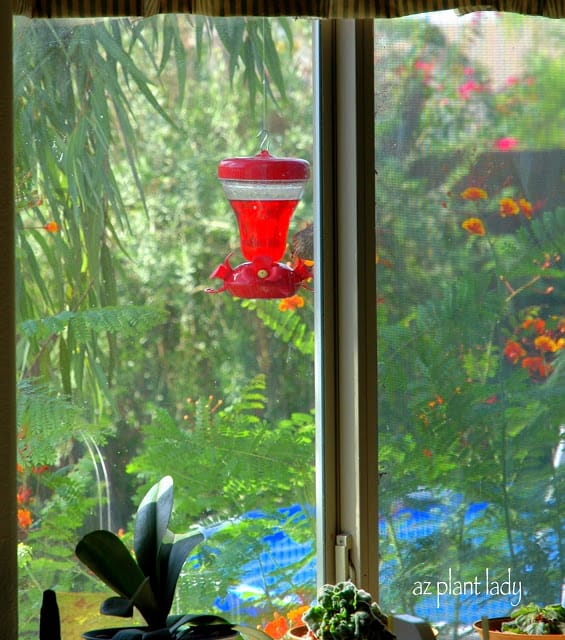 hummingbird feeder