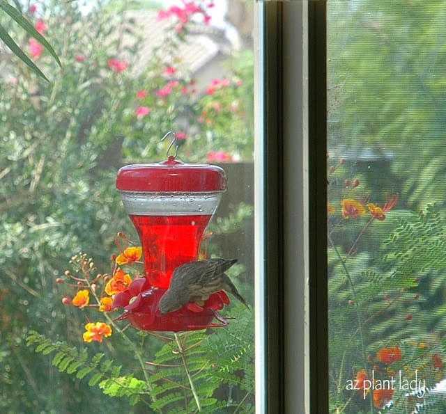 hummingbird feeder