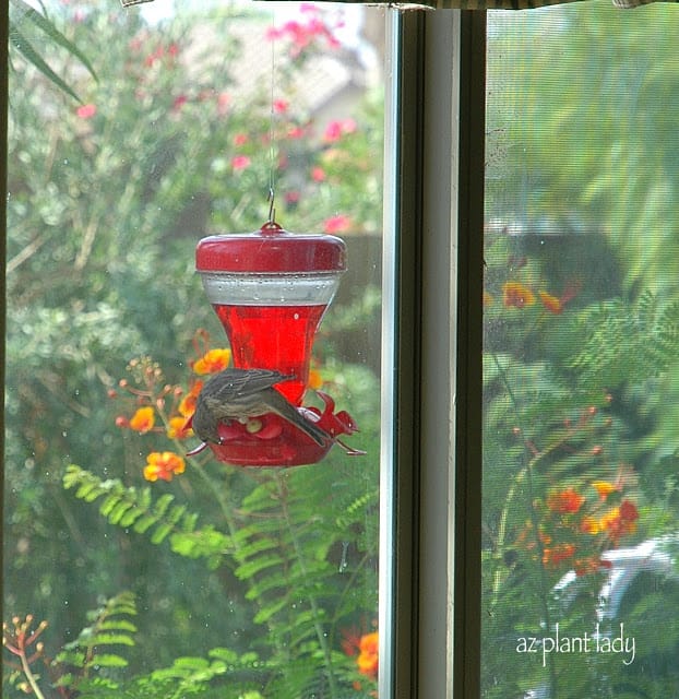 hummingbird feeder