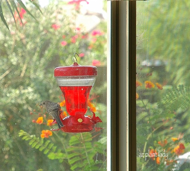 hummingbird feeder