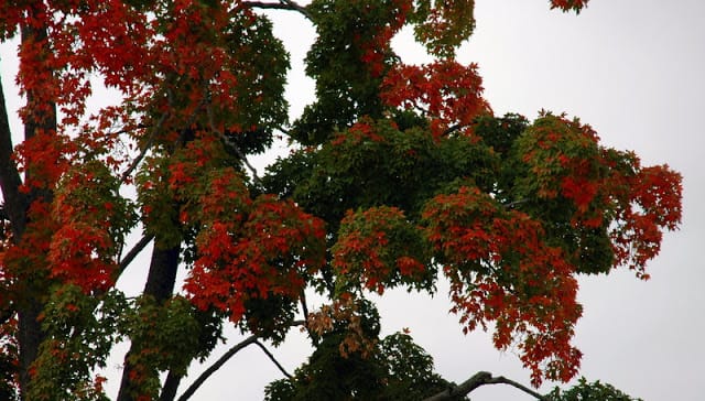 Fall foliage begins to make it's appearance in Williamsburg, VA.