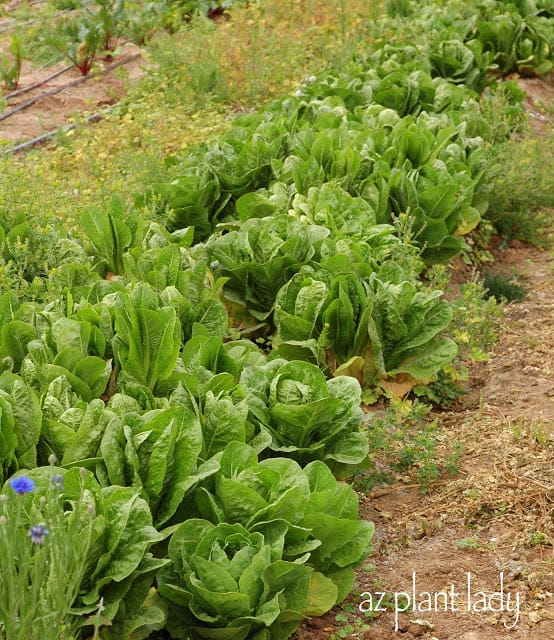 Vegetables need friends