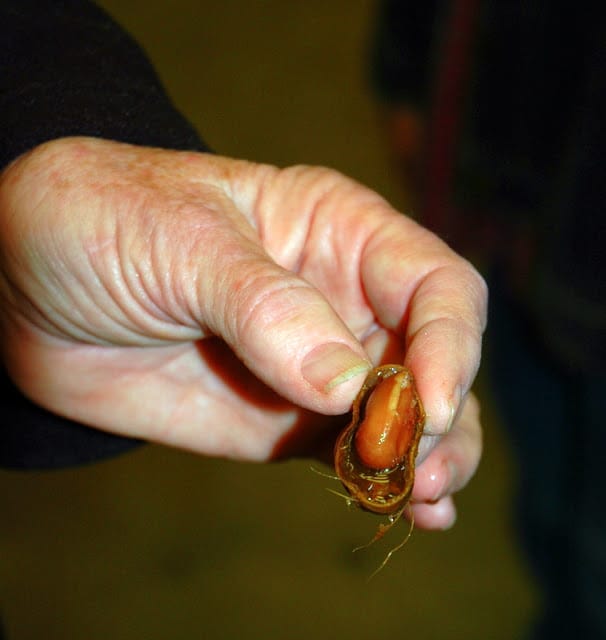 boiled peanuts 