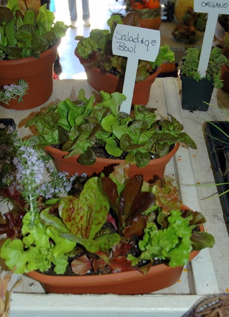  growing salad greens