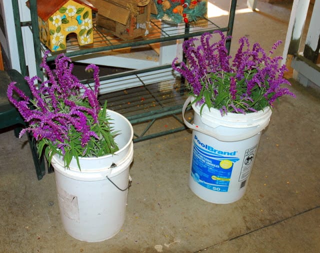 Mexican Bush Sage