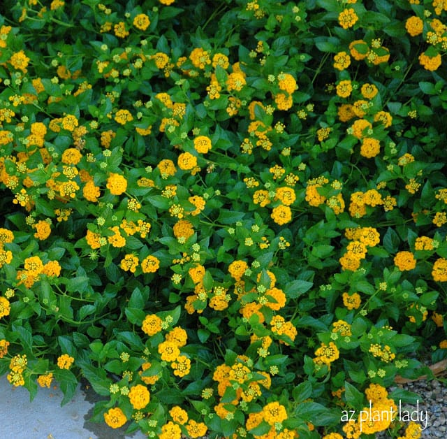 Lantana 