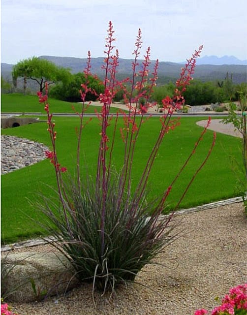 Red Yucca