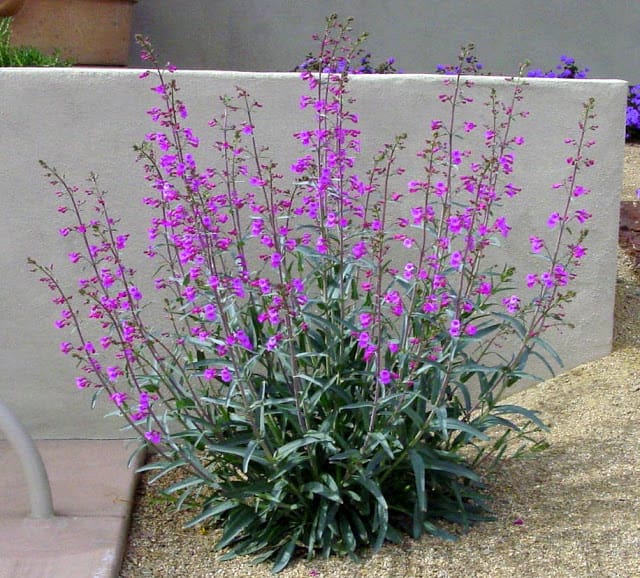 Parry's Penstemon (Penstemon parryi)