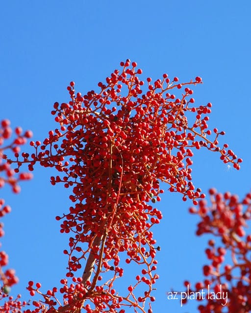 Autumn Colored Foliage 