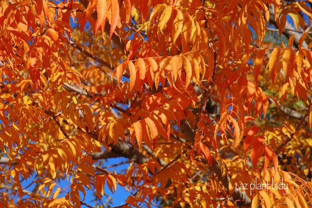Autumn Colored Foliage 
