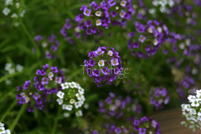 Curing the Garden Blahs ;Alyssum 'Royal Carpet'