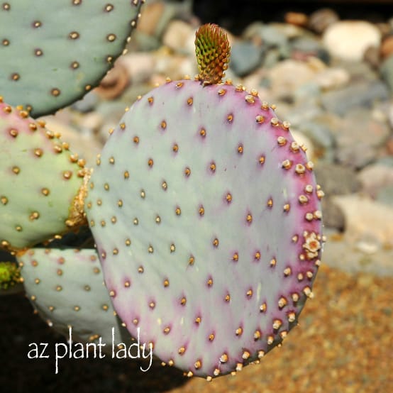 Curing the Garden Blahs;Purple Prickly Pear