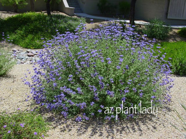 Curing the Garden Blahs