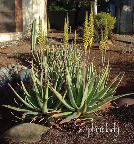 Curing the Garden Blahs