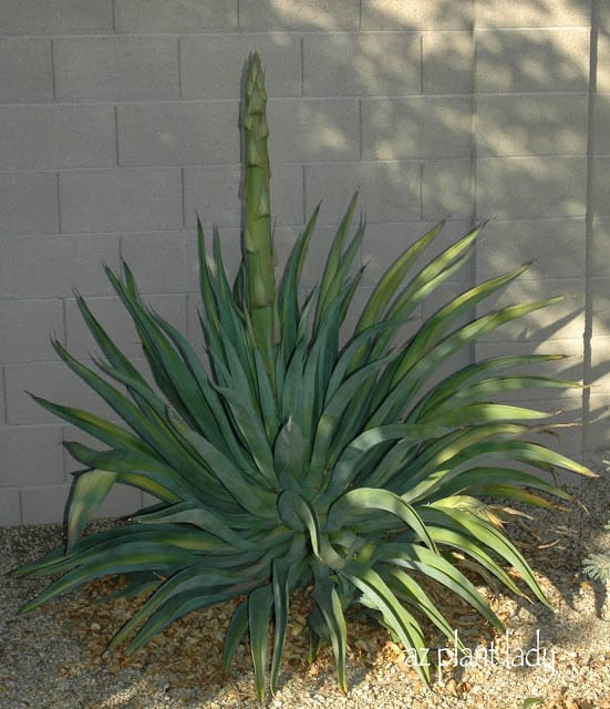 Agave desmettiana