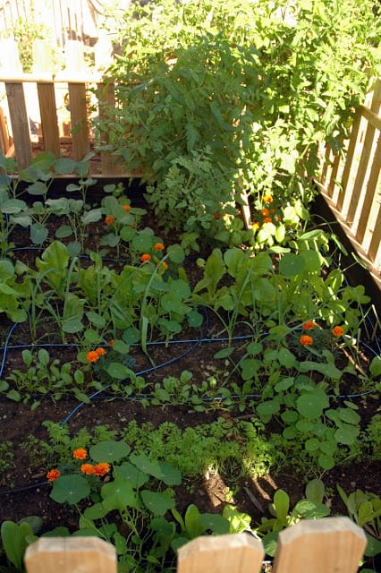 vegetable garden