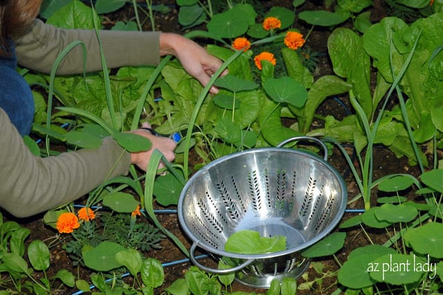 vegetable garden