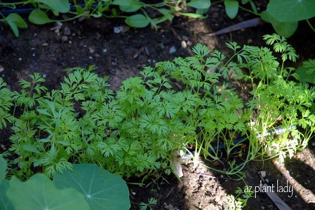 vegetable garden