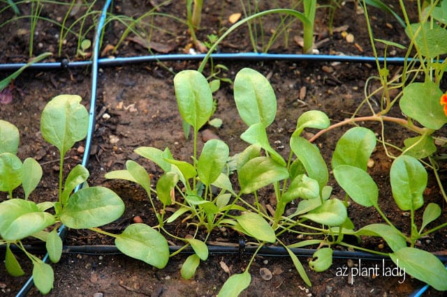 vegetable garden