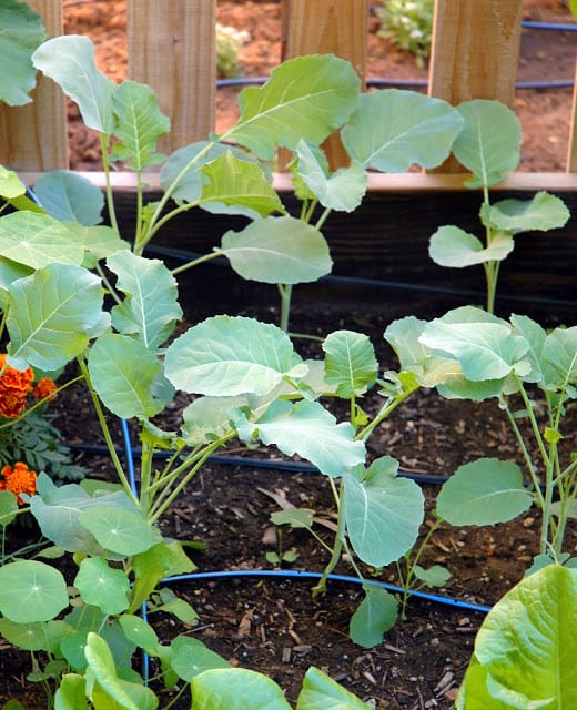 vegetable garden