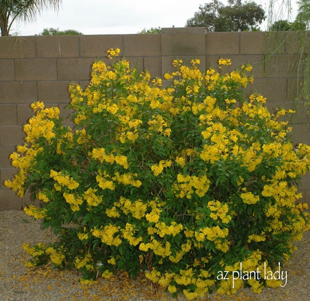 Arizona Yellow Bells