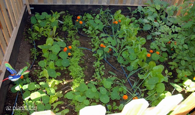 neat rows of vegetables