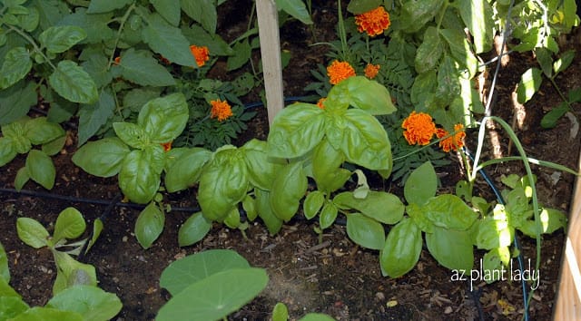 vegetable garden